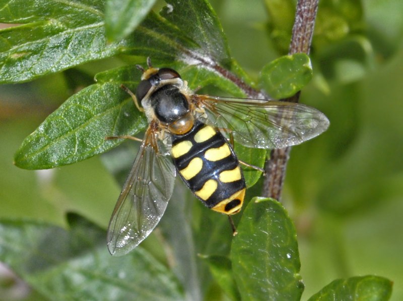 Eupeodes cf. luniger femmina (Syrphidae)